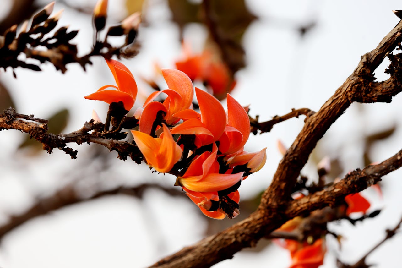 The Meaning of Falgun: Falgun is the season of spring in Bangladesh. We see our seasons as a symbol of the cycle of life: we go through spring, summer, autumn, and winter. We feel the heat and the cold; we achieve and we fail. And Falgun comes again, a time to reflect, learn from our achievements and challenges, and grow once again. We will create better solutions for our economy by learning from our achievements, reflecting on our failures, and growing once again, stronger than before.